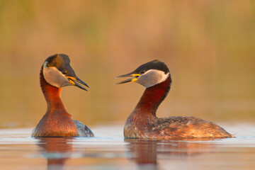Perkoz rdzawoszyi, Red necked grebe, Podiceps grisegena © Grzegorz