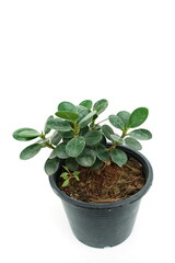 Green house plant isolated on white background