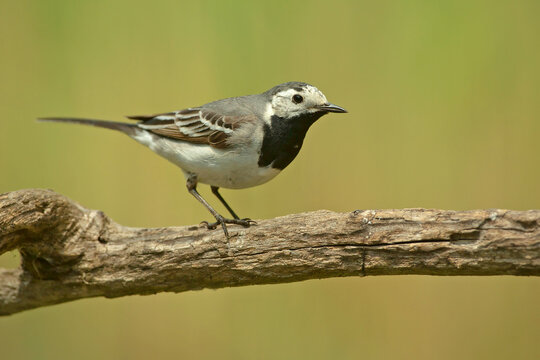 Pliszka siwa, White Wagtail, Pied Wagtails, Motacilla alba