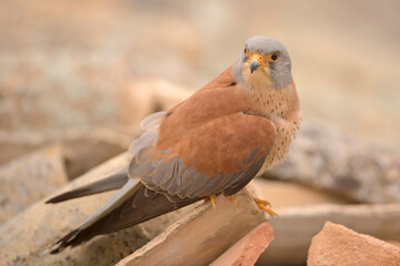 Pustułeczka, Lesser Kestrel, Falco naumanni © Grzegorz