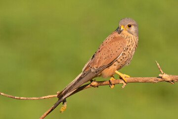 pustułka, Common Kestrel, Falco tinnunculus