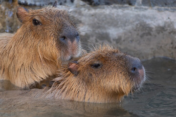 可愛いカピバラ