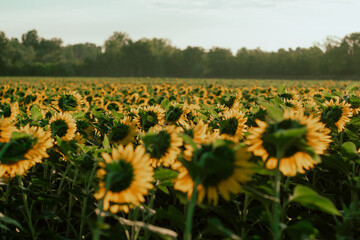 field of sunflowers in summer