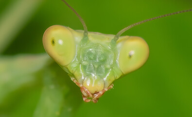 Mantis portrait. Extreme close up. Macro detailed photo.
