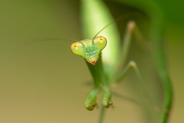 Macro photo of a green praying mantis on a leaf.
