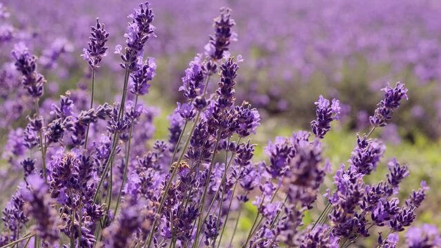 Honey bees working on fragrant Lavender flower field close up. Flying bumble-bee gathering pollen from violet lavender blossoms
