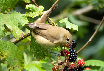 garden warbler in the forest