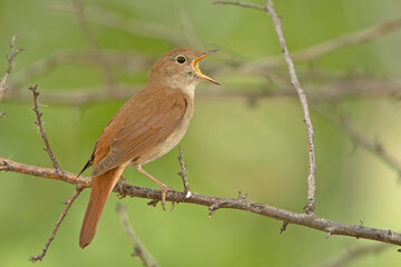słowik rdzawy, Common nightingale (Luscinia megarhynchos) - obrazy, fototapety, plakaty
