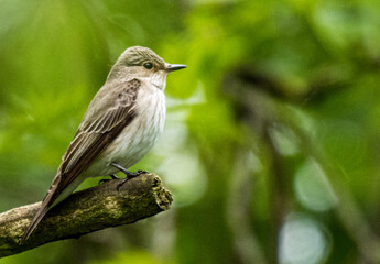 spotted flycatcher