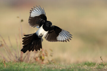 sroka, Eurasian magpie, Pica pica © Grzegorz
