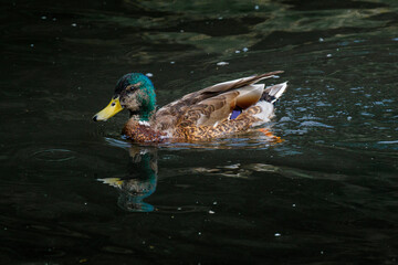Mallard duck swimming in pond with reflection and ripples
