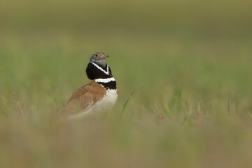 strepet, Little Bustard, Tetrax tetrax