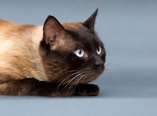 Siamese cat lies on a blue background