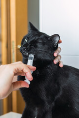 Brunette woman giving medicine to her black domestic cat. Feline owner injecting her daily dose of medicine for her respiratory and health problems.