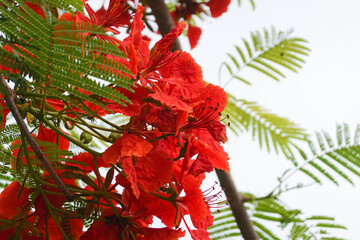 Close up Blooming Red Flower, Flame Tree Delonix Regia Plant or Flamboyant Tree Flower