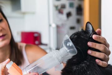 Brunette woman providing daily inhaler dose to her black domestic cat. Feline owner giving her...