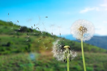 Beautiful flower dandelion in landscape background