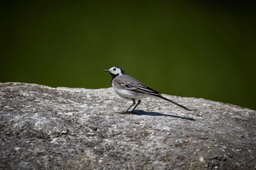 White wagtail on the ground