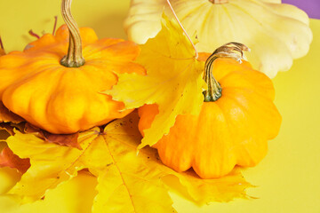 squash and autumn yellow leaves on a yellow background