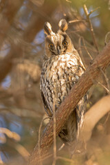Long-eared Owl (Asio otus) on a tree branch - obrazy, fototapety, plakaty