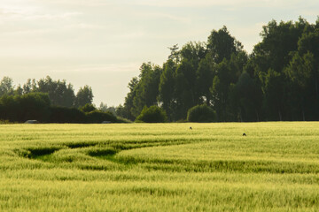 beautiful green meadow in summer evening with car tracks