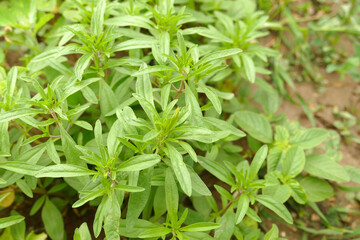 natural fresh thyme plant in the garden, aromatic and medicinal thyme plant, green thyme,