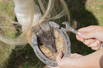 Der Huf eines Pferdes mit Hufeisen mit Stollen beim Einschrauben mit Händen und Werkzeug