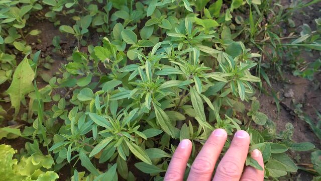 natural fresh thyme plant in the garden, aromatic and medicinal thyme plant, green thyme,
