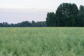 Obraz premium beautiful meadow with canola in the evening at sunset