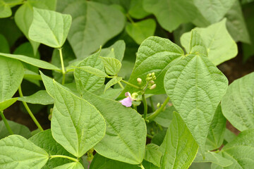 bean farming, organic and natural table bean plant in the garden,