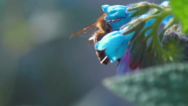 Bees fly and collect honey from flowers