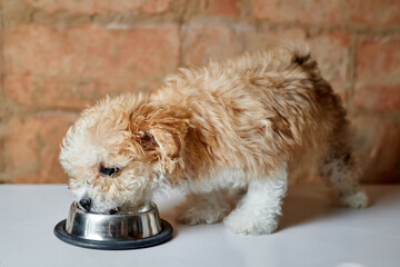 Maltipoo puppy eats from a metal bowl on a brick wall background. Close-up, selective focus