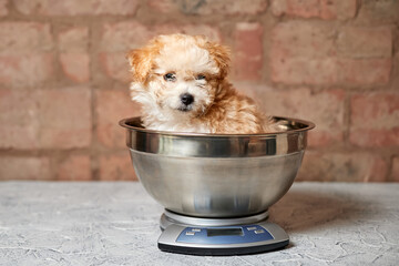 Maltipoo puppy is weighed on a kitchen scale against a brick wall. Close-up, selective focus