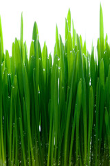 Fototapeta na wymiar 水滴のついた緑の草