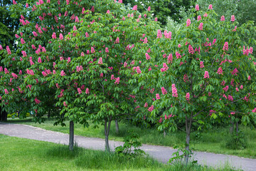 Flowering trees. Red horse chestnut flowers in spring. Close-up. Carnea Aesculus, hybrid of Aesculus hippocastanum, Aesculus pavia.