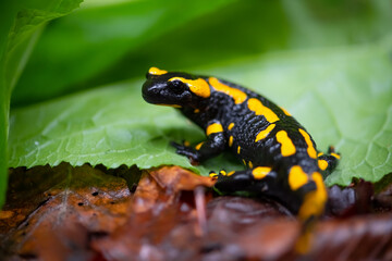 Fire salamander (Salamandra salamandra) in its natural habitat. Macro close up of black and yellow amphibian on leaves near “Urbacher Wasserfall“ cascade in Germany. Portrait of an endangerd species.