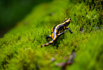 Fire salamander (Salamandra salamandra) is the best-known salamander species in Europe. Macro close up of black and yellow amphibian in wet green moss near “Urbacher Wasserfall“ cascade in Germany.
