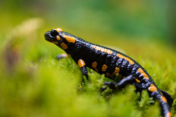 Fire salamander (Salamandra salamandra) is the best-known salamander species in Europe. Macro close up of black and yellow amphibian in wet green moss near “Urbacher Wasserfall“ cascade in Germany.