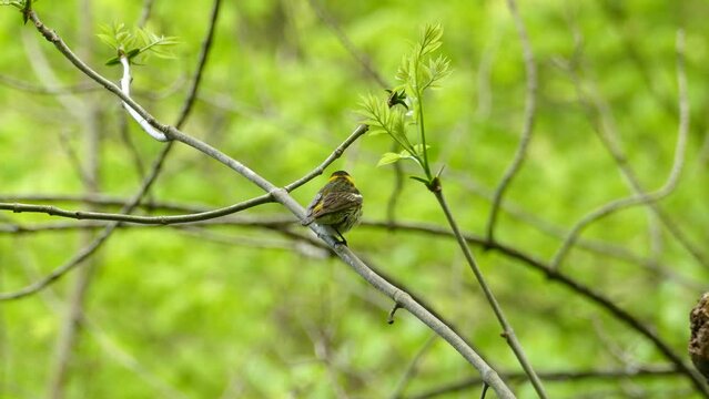 a nice close up shot of the Cape May Warbler sitting quietly on a branch in the green