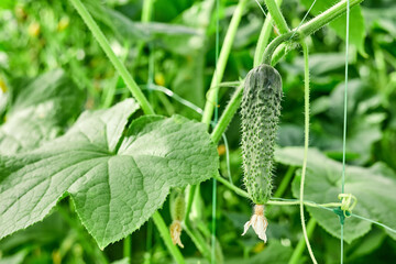 The growth and blooming of greenhouse cucumbers hanging on a branch. Close-up, selective focus