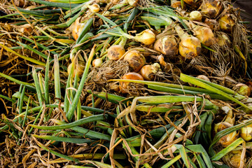 Background with onion bulb harvest. Onions harvest in summer