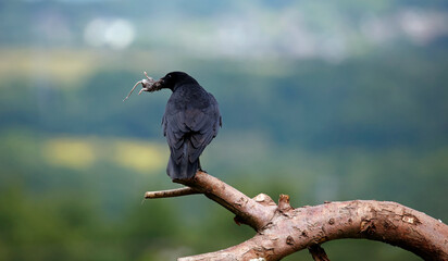 Fototapeta premium Carrion crow on a branch with a mouse