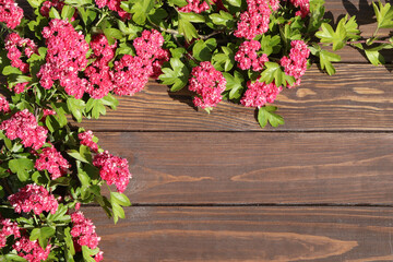 Fototapeta na wymiar brown wooden background with pink flowers frame