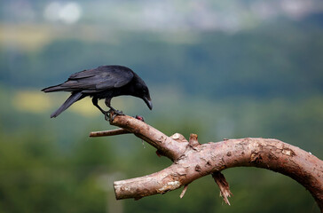 Carrion crow on a branch with a mouse
