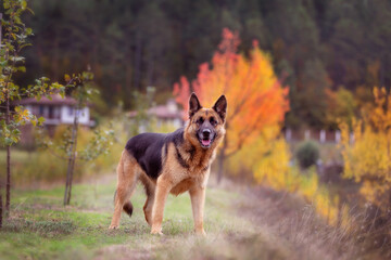 Naklejka na ściany i meble Adorable German shepherd standing in autumn park