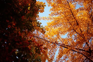 Fototapeta premium autumn in the park