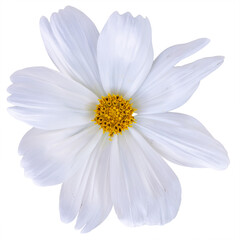 white cosmos flower isolated on white background