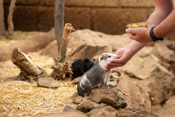 Guinea pig feeding in Monkey park, Tenerife