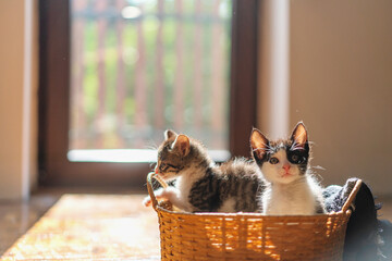 two funny little cute multicolored newborn kittens have fun in a wicker basket at home