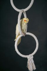 yellow cockatiel with orange cheeks sits on a white ring, on a black background